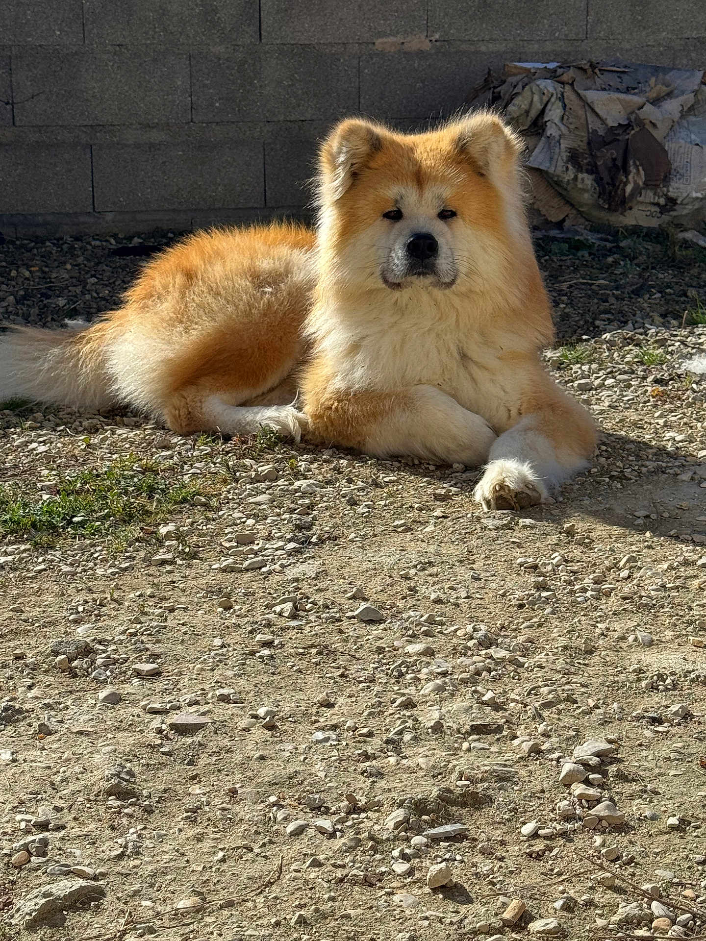 Rayto