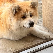 Rayto a rejoint le concours — aidez-le/la à gagner de superbes lots ! animal, calm, canine, closeup, companionship, dog, domestic, doorstep, fluffy, fur, golden, indoors, paw, pet, portrait, quiet, relaxed, resting, sideview, white