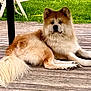 Rayto participe au concours pour gagner de l'argent avec cette photo : animal, canine, companion, daylight, dog, domestic_animal, fluffy, four_legs, fur, grass, nature, outdoor, pet, portrait, relaxed, resting, summer, table_leg, tail, wooden_deck