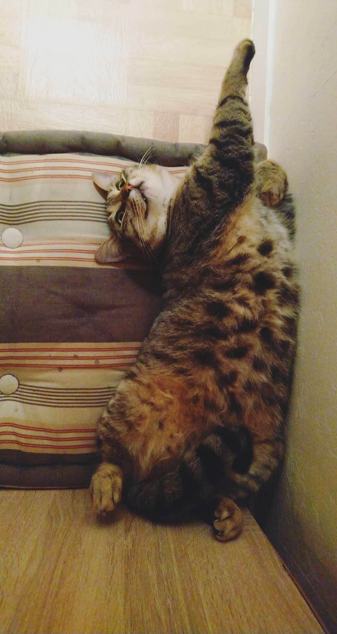 Chanel a rejoint le concours — aidez-le/la à gagner de superbes lots ! american_shorthair, asian, bengal, california_spangled, carnivore, cat, domestic_short_haired_cat, dragon_li, egyptian_mau, european_shorthair, felidae, fur, mammal, ocicat, small_to_medium_sized_cats, sokoke, tabby_cat, tail, whiskers