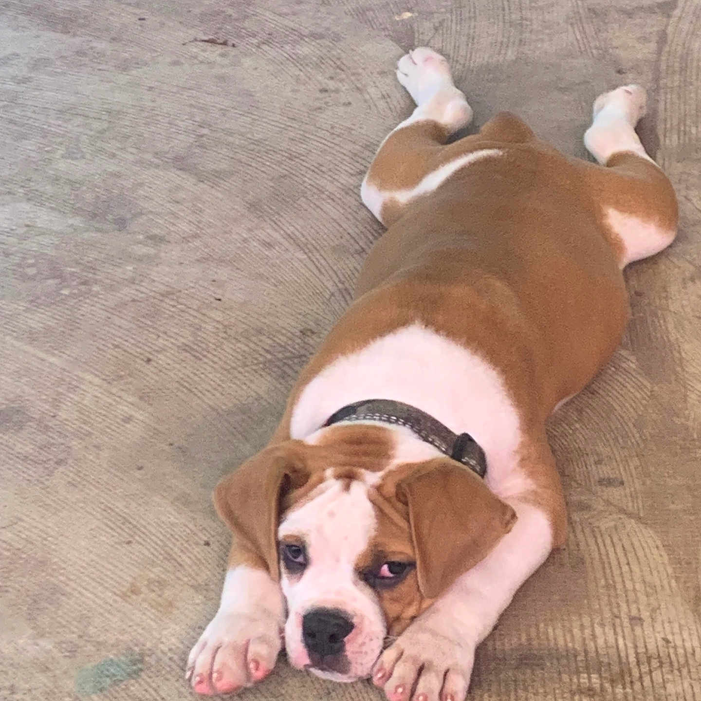 Calloway Handley is registered to the contest to win money with this photo: adorable, animal, brown, canine, collar, concrete, cute, dog, ears, expression, face, floor, indoor, lying_down, paw, pet, puppy, resting, white, young