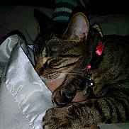 Caige is registered to the contest to win money with this photo: animal, bell, blanket, cat, closeup, collar, comfort, cozy, dark, feline, fur, hand, indoor, paw, pet, resting, sleeping, snuggle, striped, tabby
