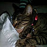 cat, tabby, sleeping, collar, bell, paw, hand, blanket, indoor, cozy, pet, feline, resting, striped, fur, closeup, comfort, dark, snuggle, animal