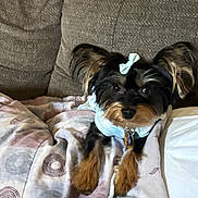 Princess is registered to the contest to win money with this photo: dog, small_dog, bow, blanket, couch, indoor, pet, fur, ears, cute, resting, looking, animal, domestic_animal, cozy, fur_pattern, relaxing, companion, mammal, home