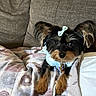 dog, small_dog, bow, blanket, couch, indoor, pet, fur, ears, cute, resting, looking, animal, domestic_animal, cozy, fur_pattern, relaxing, companion, mammal, home