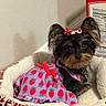 Princess joined the competition — help win amazing prizes! dog, pet_bed, dress, bow, strawberry_pattern, purple, red, small_dog, cozy, indoor, animal, cute, resting, fur, ears, collar, brown, black, fabric, pattern