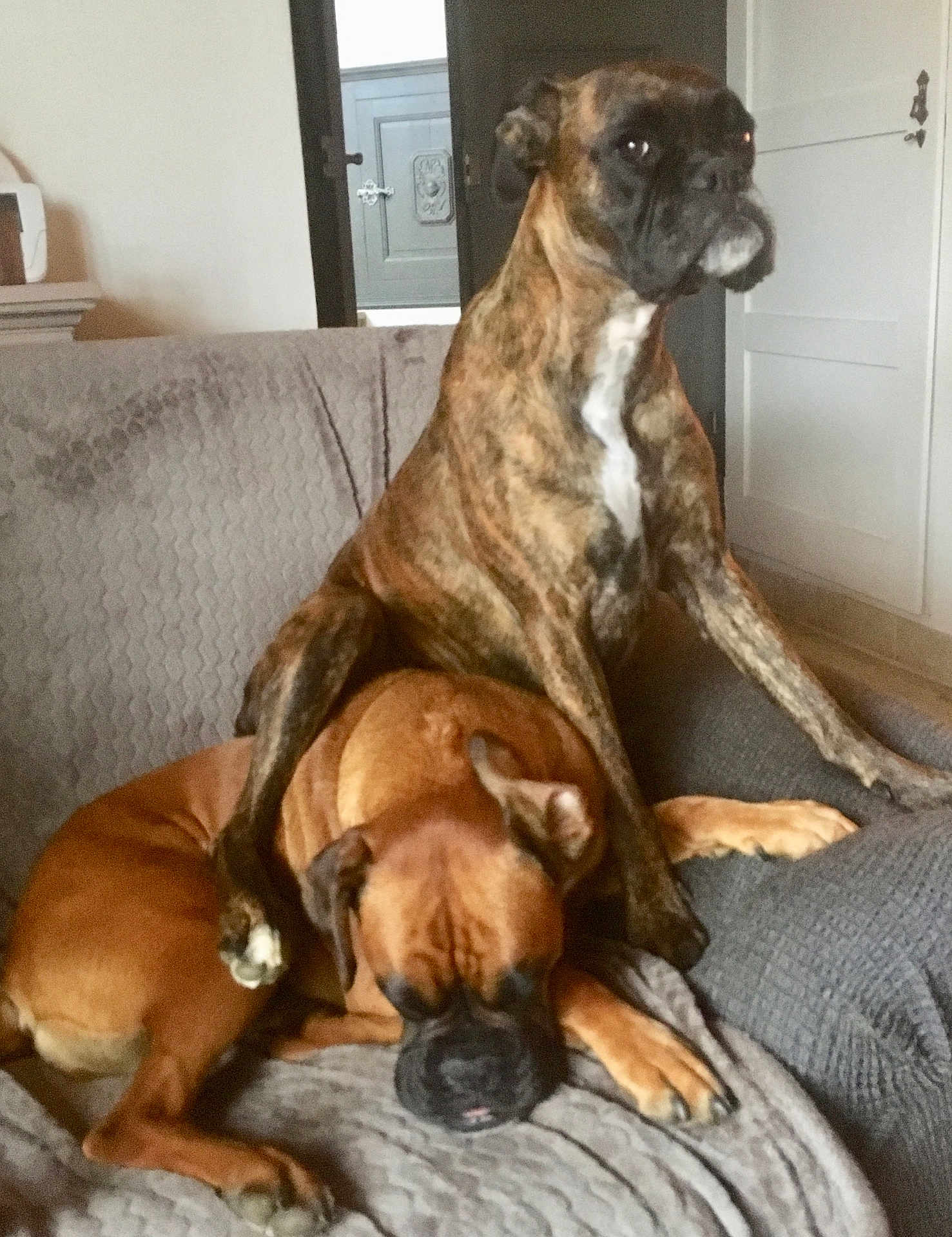 Iris Et Gaia a rejoint le concours — aidez-le/la à gagner de superbes lots ! animal, boxer, brown, canine, companionship, couch, cute, cute_pose, dog, domestic, friendship, furniture, indoor, living_room, pets, pile, relaxed, resting, sitting, sleeping