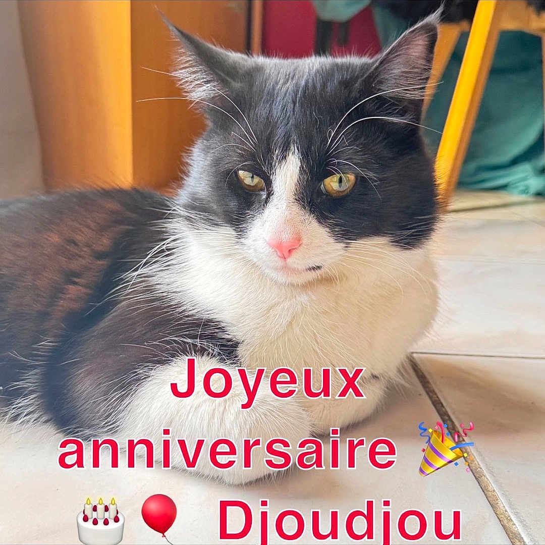 Poupi
