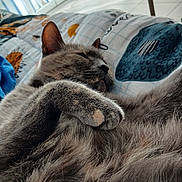 Soleil a rejoint le concours — aidez-le/la à gagner de superbes lots ! cat, sleeping, gray_cat, paw, fur, whiskers, ears, nose, cozy, blanket, bed, pillow, bedroom, indoors, relaxed, nap, close_up, pet, fluffy, portrait