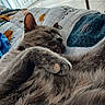 cat, sleeping, gray_cat, paw, fur, whiskers, ears, nose, cozy, blanket, bed, pillow, bedroom, indoors, relaxed, nap, close_up, pet, fluffy, portrait