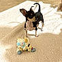 dog, chihuahua, puppy, small_dog, black_and_tan, toy, plush_toy, blanket, white_blanket, indoor, floor_tiles, curled_tail, alert, pet, cute, animal, companion, domestic, playful, standing