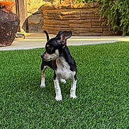 Gio joined the competition — help win amazing prizes! dog, small_dog, black_and_white, grass, lawn, outdoor, plants, stone_wall, sunlight, shadow, curious, ears_up, pet, animal, nature, garden, yard, potted_plant, side_view, alert
