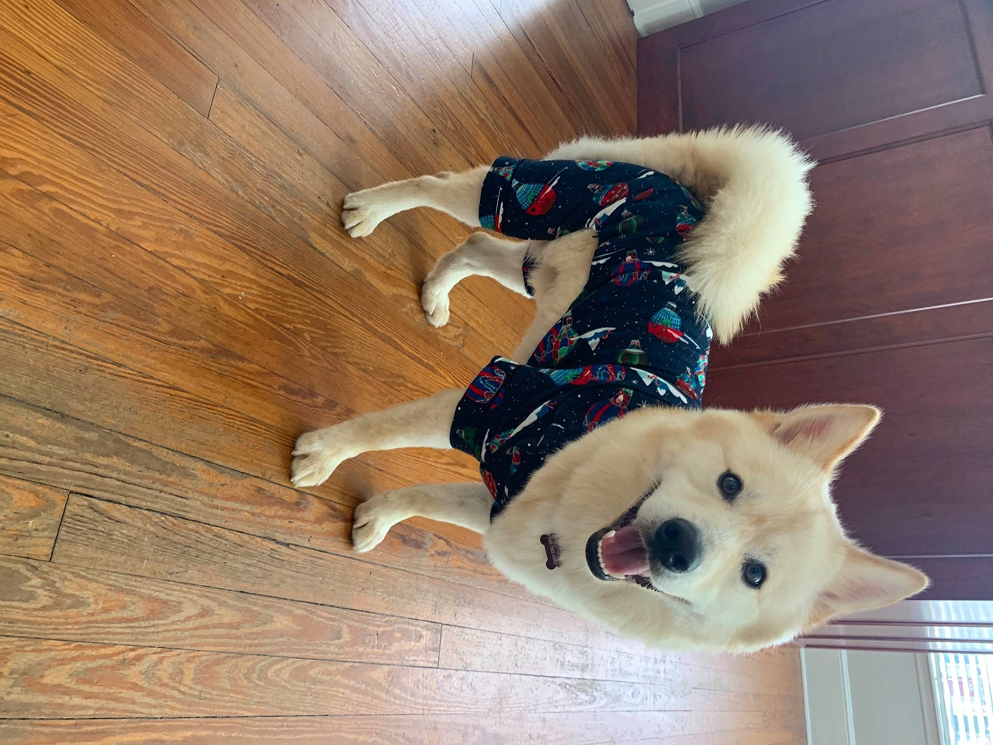 Cornelius joined the competition — help win amazing prizes! canidae, carnivore, collar, companion_dog, dog, dog_breed, dog_supply, floor, flooring, fur, hardwood, laminate_flooring, mammal, pet_supply, plywood, snout, sporting_group, wood, wood_flooring, wood_stain