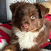 Little Bear joined the competition — help win amazing prizes! puppy, dog, brown_fur, white_fur, pet, animal, cute, fluffy, portrait, indoors, blanket, resting, young, curious, fur, closeup, face, ears, nose, eyes