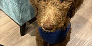 Cody joined the competition — help win amazing prizes! adult, airedale, animal, canine, cockerspaniel, couch, dog, furniture, hardwood, male, man, person, pet, poodle, puppy, terrier, wood