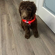 Cody is registered to the contest to win money with this photo: airedale, animal, canine, cockerspaniel, dog, dogbed, hardwood, hound, indoors, interiordesign, leash, pet, poodle, puppy, snout, stainedwood, terrier, whitedog, wood, woodpanels