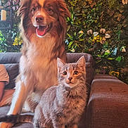 Smocky a rejoint le concours — aidez-le/la à gagner de superbes lots ! dog, cat, couch, indoor, plant_wall, pet, furry, animal, happy_dog, curious_cat, cozy, fur, sitting, companion, domestic, cute, portrait, greenery, relaxed, friendly