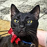 Midnite joined the competition — help win amazing prizes! black_cat, cat, feline, golden_eyes, close_up, portrait, whiskers, ears, collar, red_bow, blue_collar, pet, indoor, carpet, wood_floor, photography, animal, grooming, cute, staring