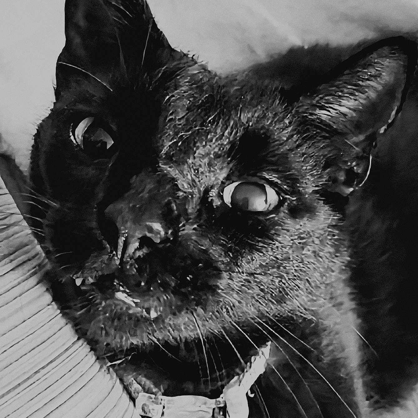 Midnite is registered to the contest to win money with this photo: cat, feline, pet, animal, black_and_white, close_up, portrait, collar, whiskers, eyes, ears, fur, face, indoor, bedding, blanket, striped_fabric, resting, wide_eyed, photography