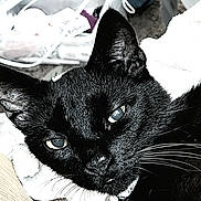 Midnite joined the competition — help win amazing prizes! cat, black_cat, animal, pet, feline, whiskers, eyes, close_up, portrait, fur, black_fur, indoor, home, blanket, couch, relaxed, lying_down, staring, dramatic_lighting, photography