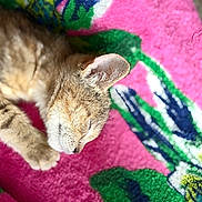 Beans joined the competition — help win amazing prizes! animal, blanket, cat, closeup, cozy, cute, ear, floral_pattern, fur, green, indoor, kitten, paw, pet, pink, resting, sleeping, soft, sunlight, tabby