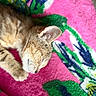 animal, blanket, cat, closeup, cozy, cute, ear, floral_pattern, fur, green, indoor, kitten, paw, pet, pink, resting, sleeping, soft, sunlight, tabby