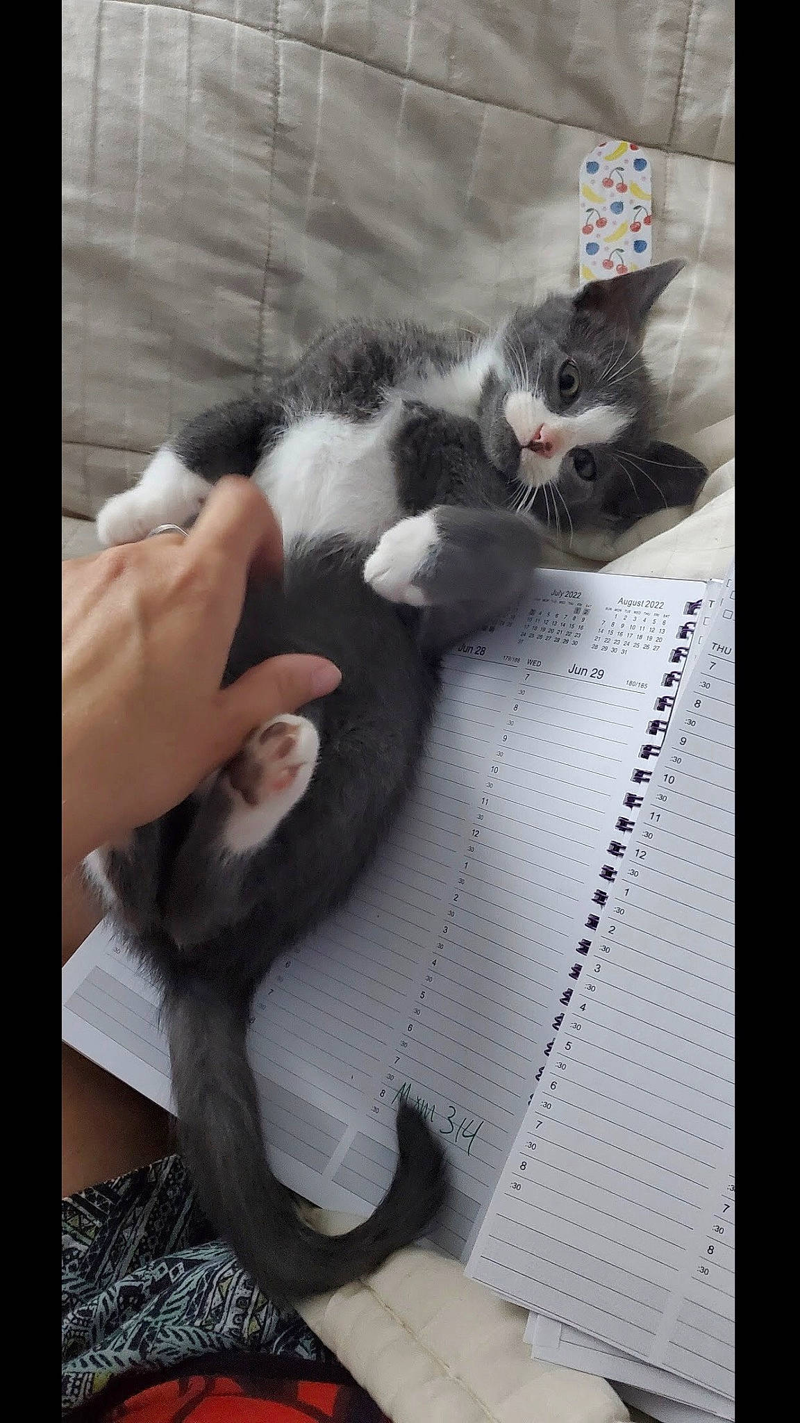 King joined the competition — help win amazing prizes! carnivore, cat, claw, comfort, domestic_short_haired_cat, felidae, fur, gesture, lap, linens, mammal, nail, nap, paw, photo_caption, small_to_medium_sized_cats, tail, vertebrate, whiskers