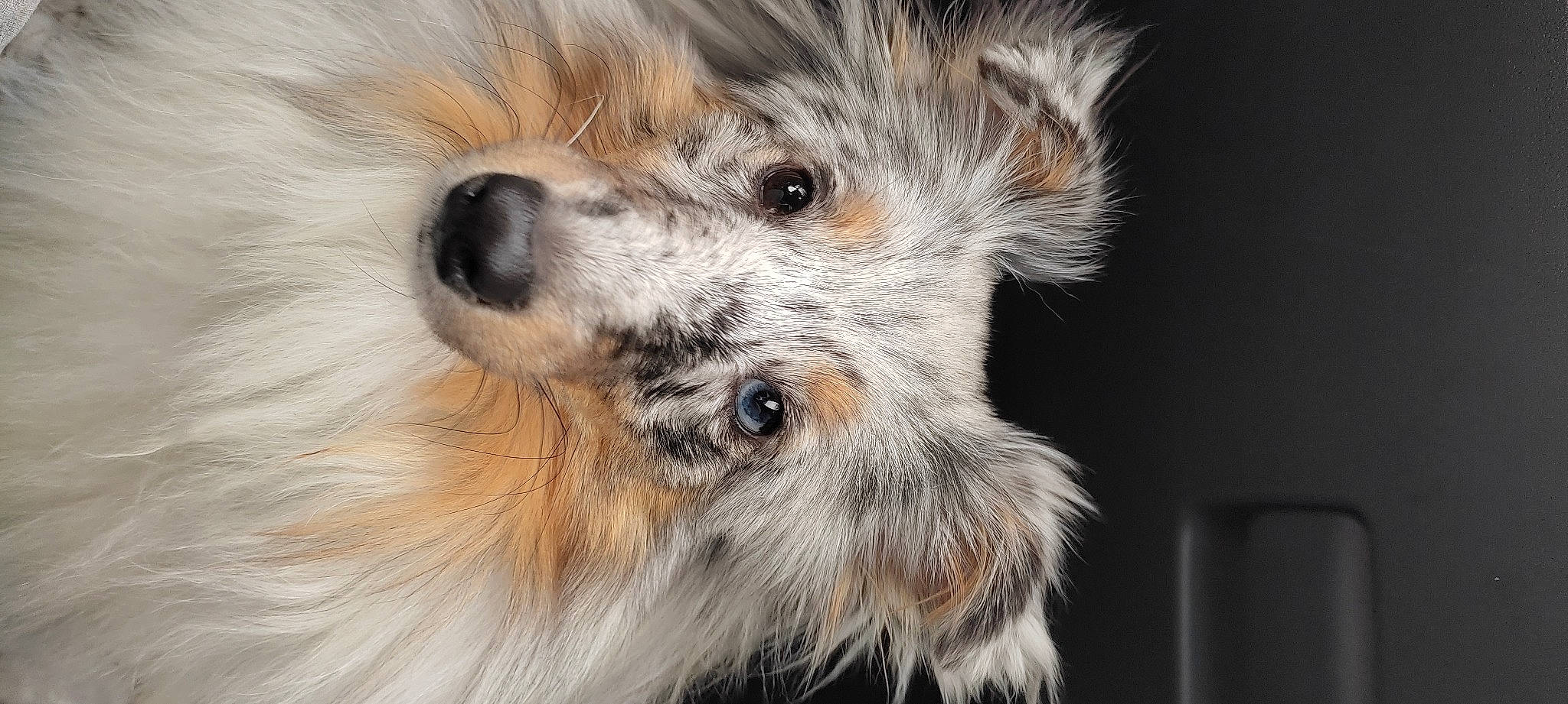 Sunny a rejoint le concours — aidez-le/la à gagner de superbes lots ! canidae, carnivore, claw, companion_dog, dog, dog_breed, fawn, fur, head, paw, puppy, snout, sporting_group, tail, terrestrial_animal, terrier, toy_dog, whiskers, wildlife, working_animal