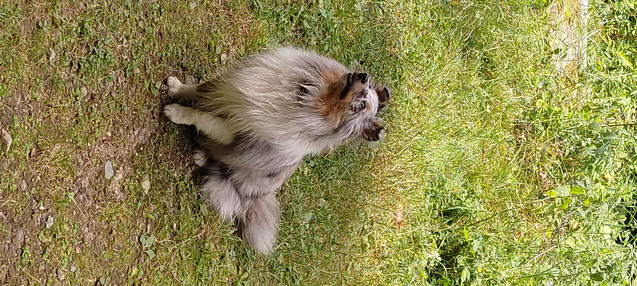 Sunny a rejoint le concours — aidez-le/la à gagner de superbes lots ! canidae, canis, carnivore, collie, companion_dog, dog, dog_breed, fawn, felidae, fur, grass, grassland, plant, puppy, snout, sporting_group, tail, terrestrial_animal, whiskers