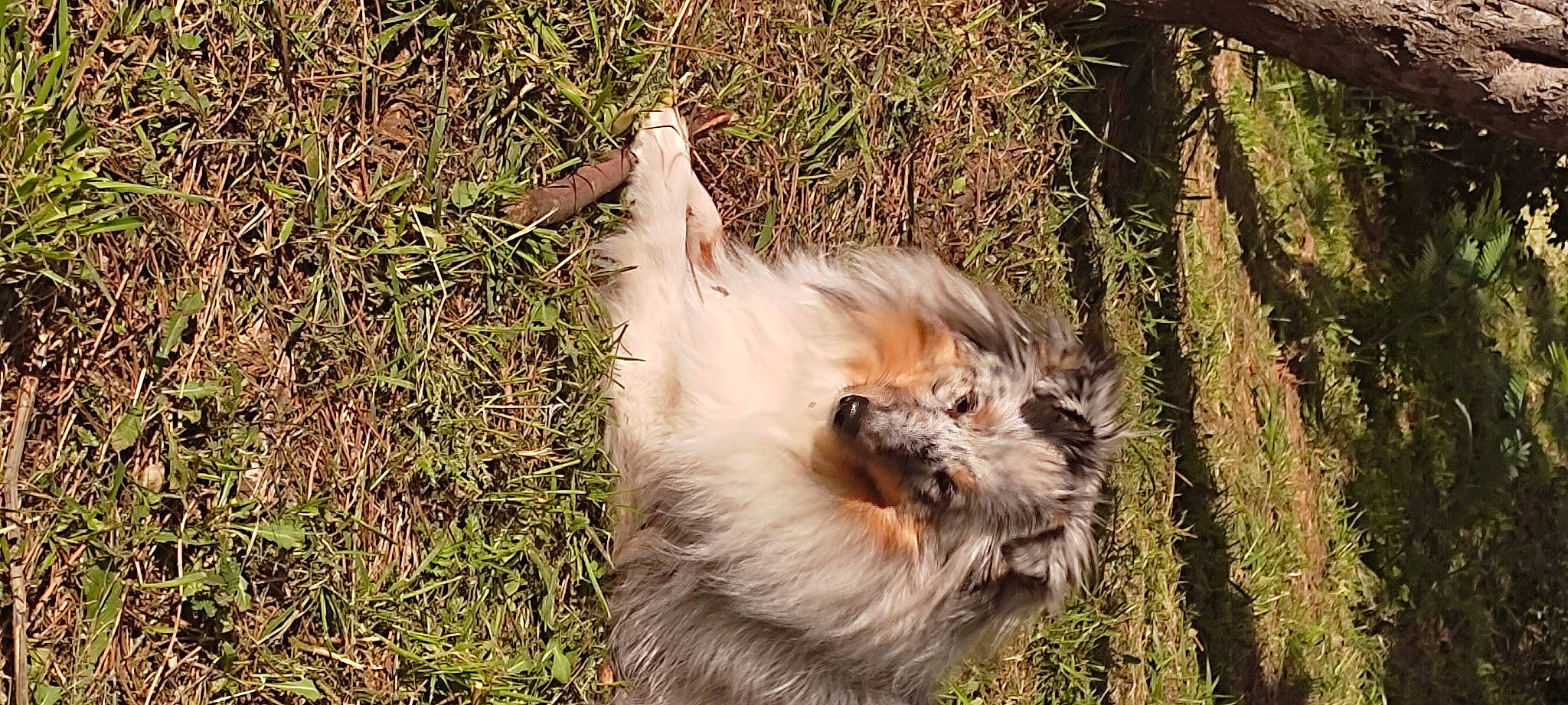 Sunny participe au concours pour gagner de l'argent avec cette photo : canidae, carnivore, companion_dog, dog, dog_breed, fawn, felidae, fur, grass, liver, plant, small_to_medium_sized_cats, snout, sporting_group, tail, terrestrial_animal, terrier, toy_dog, tree, whiskers