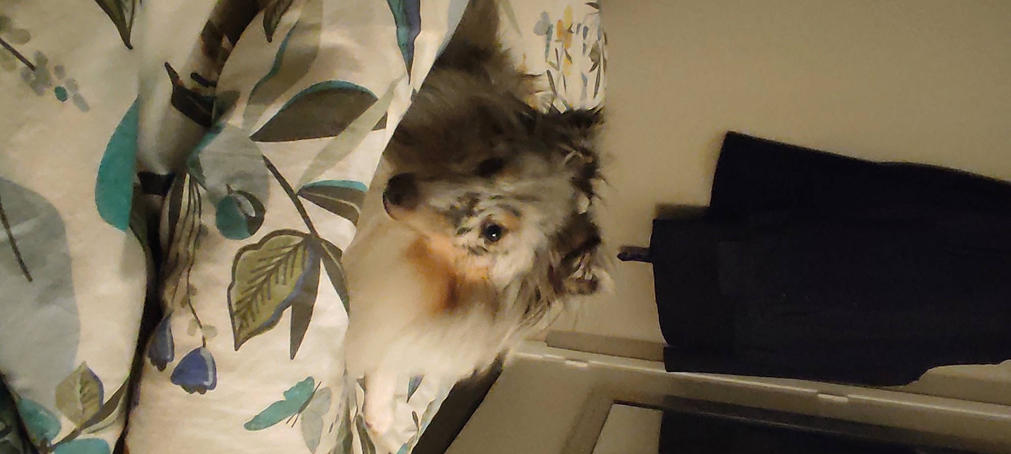 Sunny participe au concours pour gagner de l'argent avec cette photo : canidae, carnivore, companion_dog, dog, dog_breed, fawn, felidae, flooring, fur, german_spitz, plant, pomeranian, small_to_medium_sized_cats, snout, spitz, sporting_group, tail, toy_dog, twig, whiskers