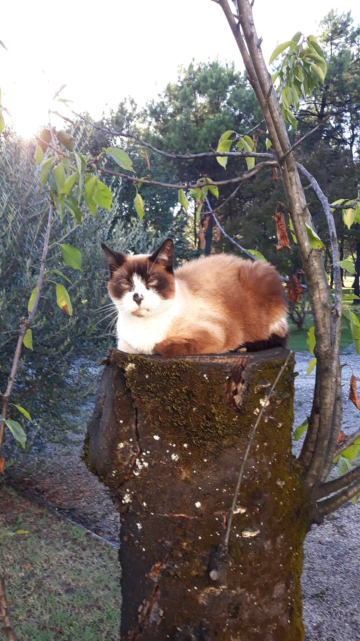 Minou a rejoint le concours — aidez-le/la à gagner de superbes lots ! carnivore, cat, domestic_short_haired_cat, fawn, felidae, fur, grass, plant, road, road_surface, shadow, sitting, small_to_medium_sized_cats, snout, tail, tree, trunk, whiskers, wildlife, wood