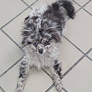 Ash joined the competition — help win amazing prizes! dog, puppy, fluffy, speckled, grey_fur, black_fur, white_fur, blue_eye, curious, playful, pet, animal, floor, tile, indoors, small_dog, laying_down, looking_up, cute, fur_pattern