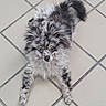 dog, puppy, fluffy, speckled, grey_fur, black_fur, white_fur, blue_eye, curious, playful, pet, animal, floor, tile, indoors, small_dog, laying_down, looking_up, cute, fur_pattern