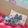 Ash is registered to the contest to win money with this photo: dog, fluffy, merle, couch, red_leather, pillow, stars, indoor, window, decoration, 4th_of_july, celebration, pet, animal, fur, cute, resting, home, cozy, background