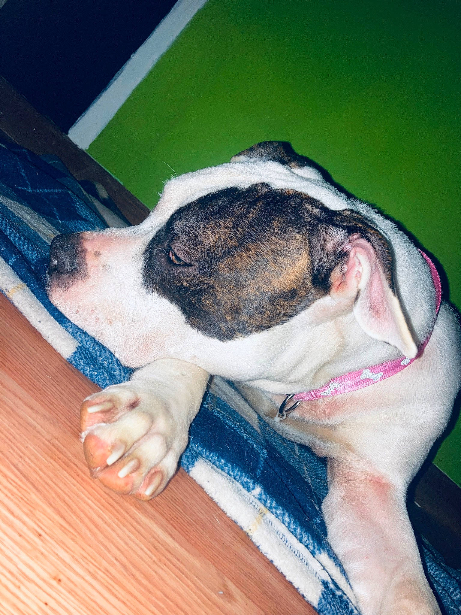 Layla joined the competition — help win amazing prizes! canidae, carnivore, collar, comfort, companion_dog, dog, dog_breed, ear, fawn, flooring, fur, hardwood, snout, sporting_group, tail, whiskers, window, wood, working_animal, wrinkle
