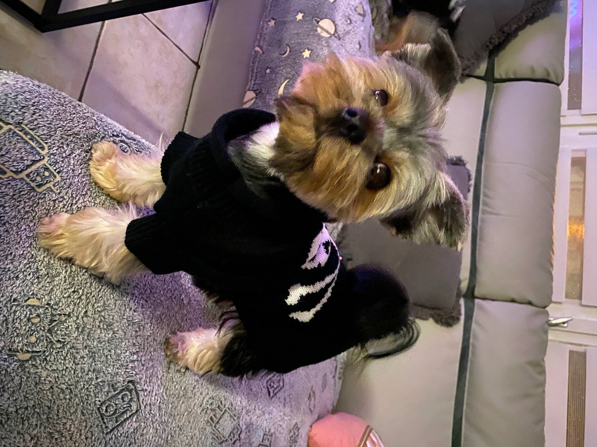 Snoopy a rejoint le concours — aidez-le/la à gagner de superbes lots ! canidae, carnivore, collar, companion_dog, dog, dog_breed, dog_clothes, dog_supply, fawn, fur, paw, pet_supply, small_terrier, snout, sporting_group, tail, terrier, toy_dog, working_animal, yorkipoo