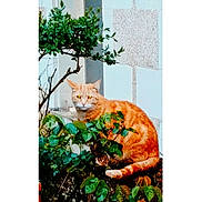 Tambouille a rejoint le concours — aidez-le/la à gagner de superbes lots ! alert, animal, bush, cat, daylight, eyes, feline, greenery, leaves, nature, orange_cat, outdoor, pet, plant, sitting, tabby_cat, tail, texture, urban, wall
