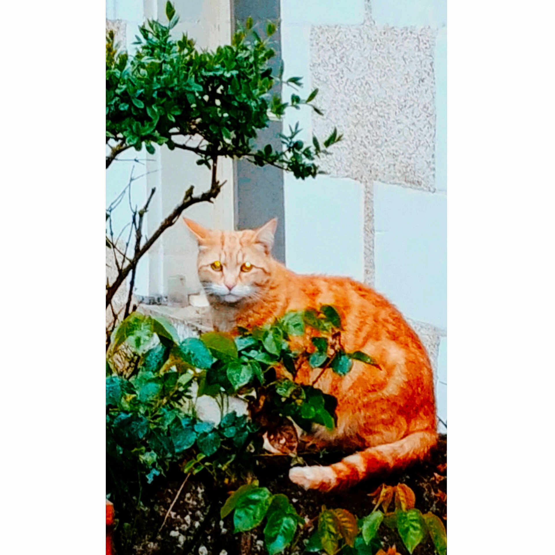 Tambouille a rejoint le concours — aidez-le/la à gagner de superbes lots ! alert, animal, bush, cat, daylight, eyes, feline, greenery, leaves, nature, orange_cat, outdoor, pet, plant, sitting, tabby_cat, tail, texture, urban, wall