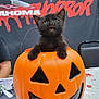 black_kitten, orange_pumpkin_bucket, halloween, cute, kitten, cat, indoor, table, plastic_bucket, horror_banner, spooky, face, pet, animal, holiday, decor, black_fur, mouth_open, chair, person_arm