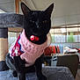 black_cat, cat, pet, sweater, pink_sweater, bell_collar, indoor, cat_tree, feline, animal, cozy, judgmental, carpeted_surface, window, home_interior, furniture, domestic_pet, whiskers, ears, sitting