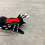 kitten, black_cat, costume, spider, red_bow, playful, pet, animal, concrete_floor, lying_down, cute, indoors, fur, whiskers, tail, ears, toy, small, black, dress_up
