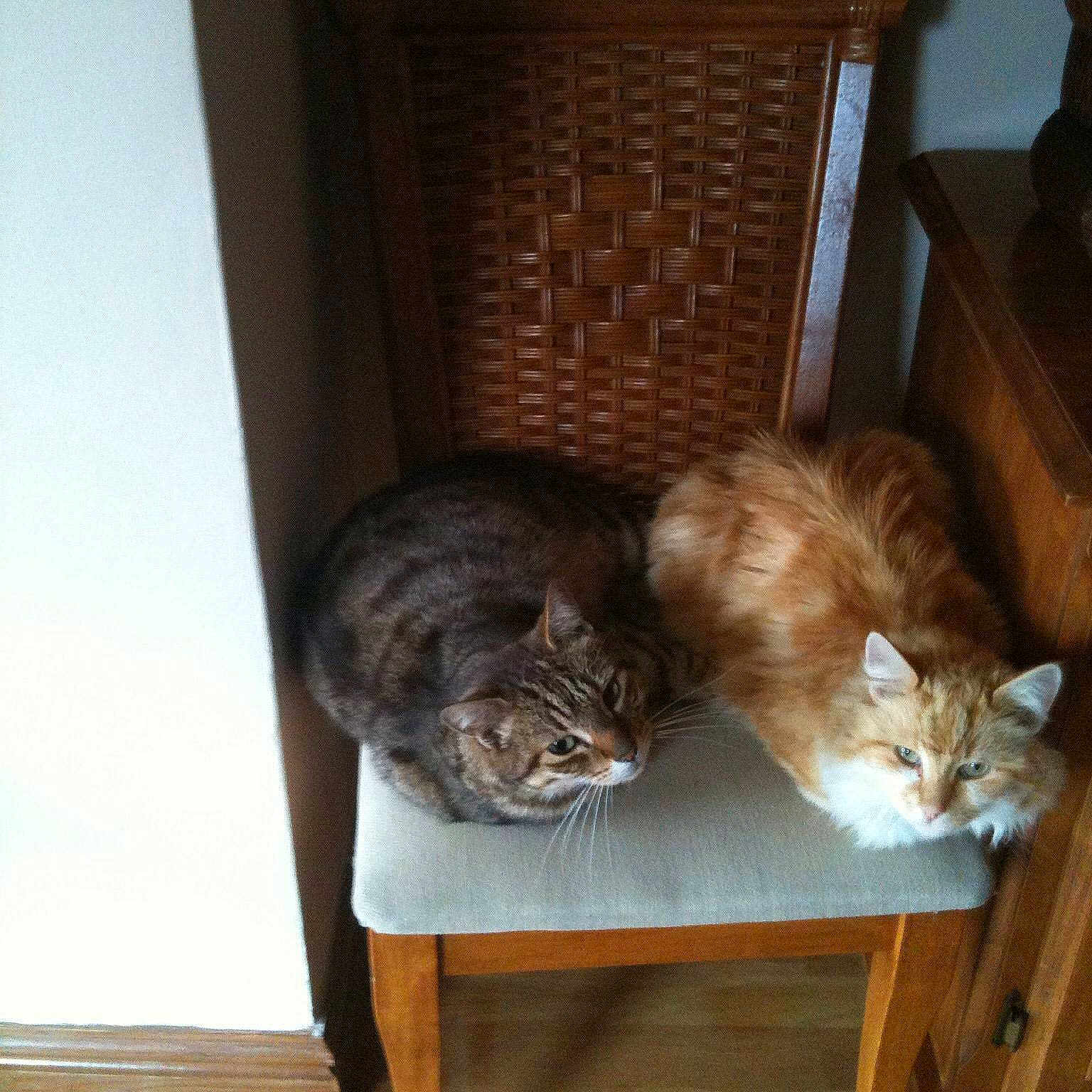 Sydney is registered to the contest to win money with this photo: