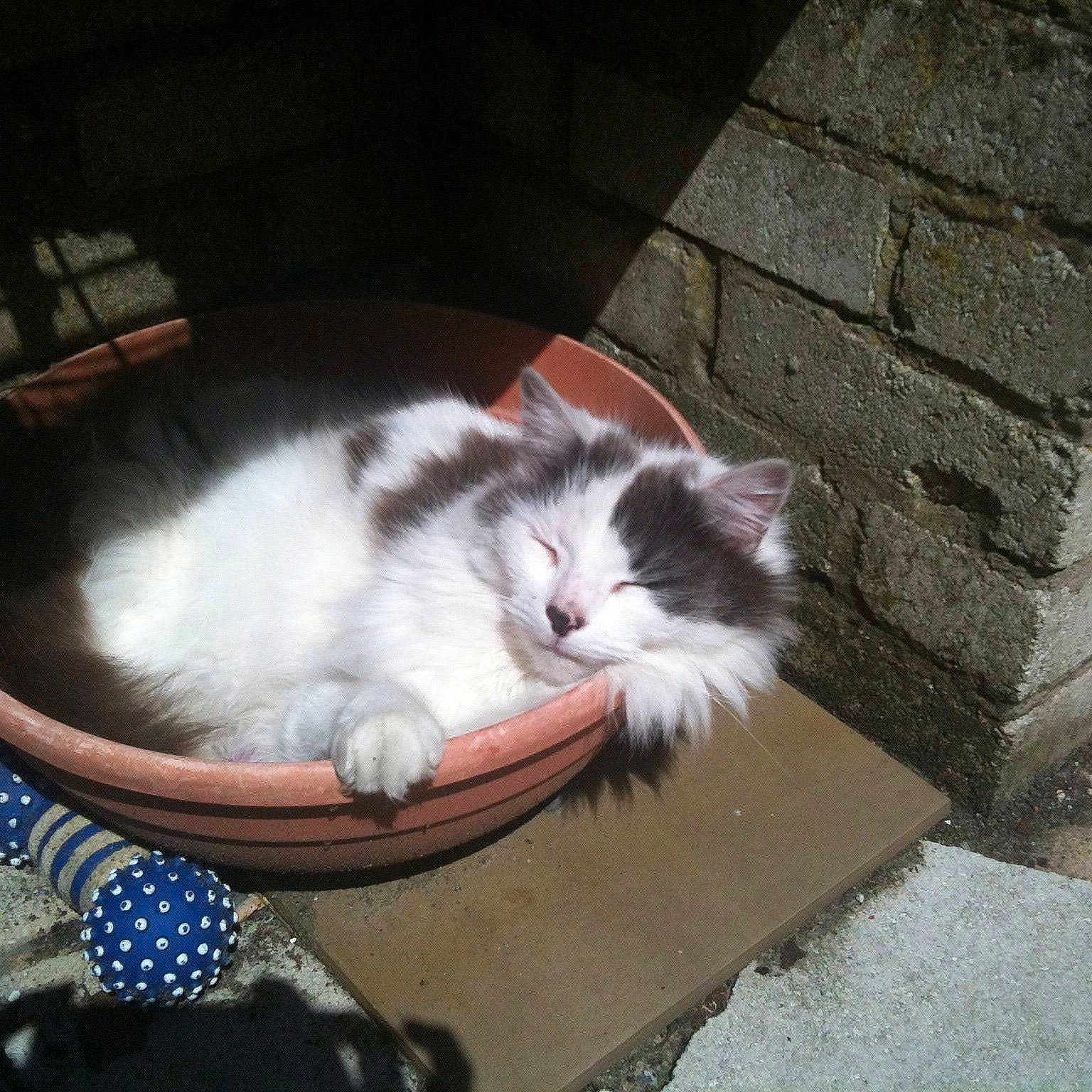 Sooty