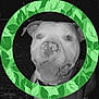 dog, canine, pet, animal, smiling, tongue_out, close_up, portrait, leaf_pattern, green, circle_frame, happy, ears, collar, black_and_white, background, face, fur, outdoor, friendly