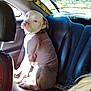 dog, car, backseat, leather_seat, white_dog, brown_dog, pet, animal, looking_back, indoors, seat, window, sunlight, expression, canine, transportation, vehicle, companion, sitting, portrait