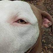 Fathead joined the competition — help win amazing prizes! dog, close_up, brown, white, curious, outdoor, leaves, wood, tree_stumps, animal, pet, nature, snout, ear, ground, daylight, forest_floor, canine, collar, sniffing