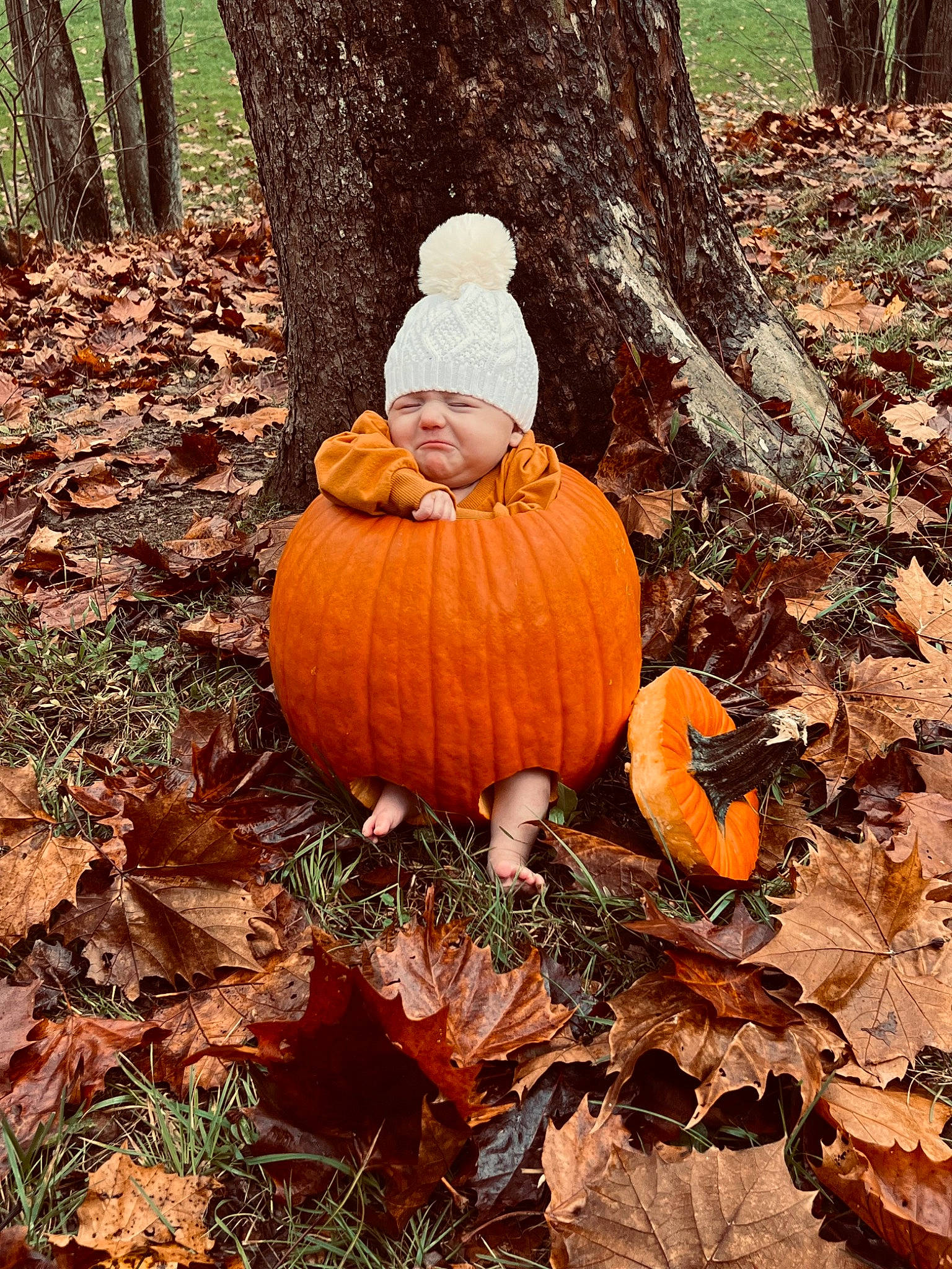 Sadie is registered to the contest to win money with this photo: art, calabaza, carving, cucurbita, deciduous, fruit, gourd, grass, hat, headwear, natural_foods, people_in_nature, person, plant, pumpkin, sorrow, squash, tree, trunk, vegetable