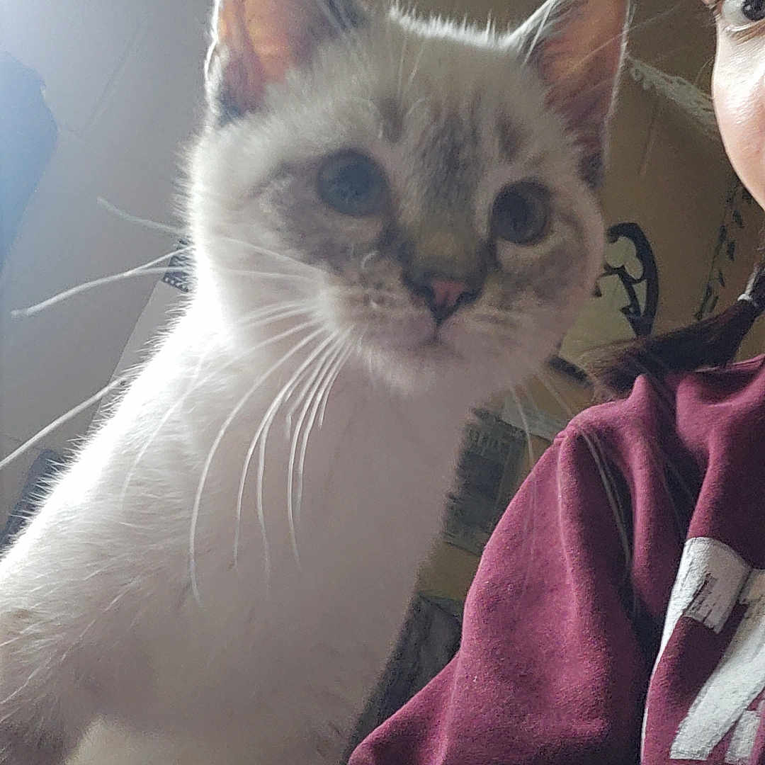 Ominis is registered to the contest to win money with this photo: animal, casual, cat, closeup, companion, cozy, curious, face, feline, home, indoor, light, maroon, person, pet, portrait, sweatshirt, whiskers, window, young