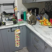 Grizzly joined the competition — help win amazing prizes! cat, tabby_cat, kitchen, countertop, fruit_bowl, banana, orange, apple, sink, towel, cabinet, blender, dish_rack, window, curtain, floor_rug, household, indoor, pet, gray_cabinet